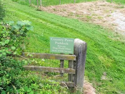 Dog Field