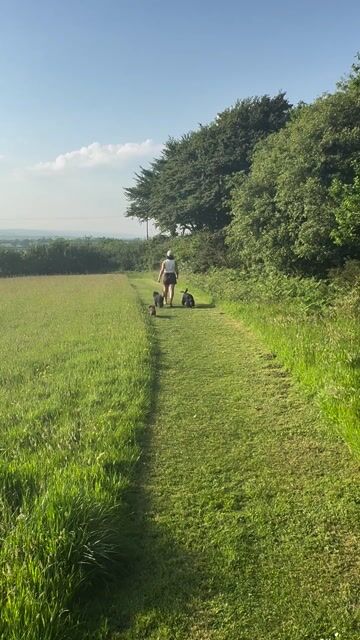 Dog Walking Field