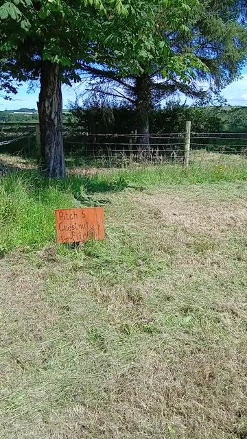 Chestnut pitch