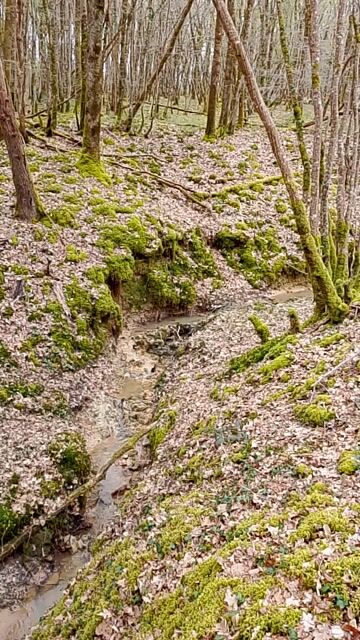 la forêt en hiver
