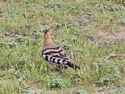 Hoopoe (Upupa epops) in the camping area, 4 May 2026