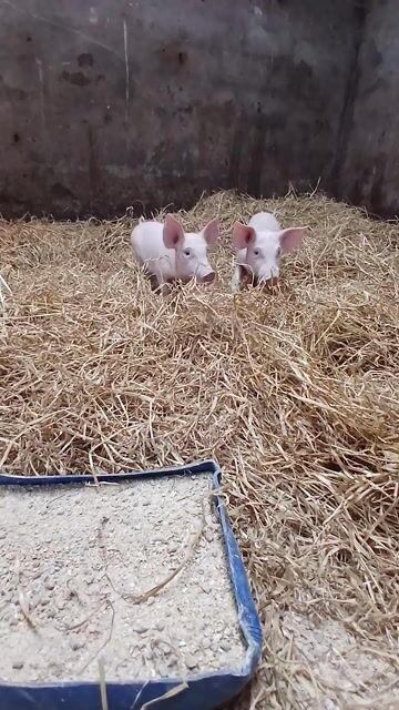 Come see the cows being milked, baby calves, chickens, and our piglets