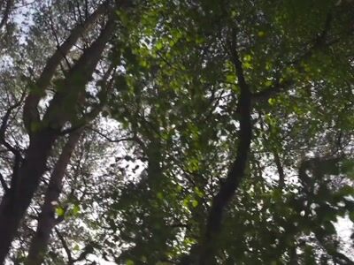 Copas de árvores numa floresta