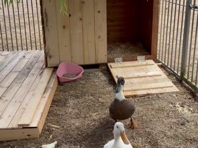 Patos num recinto