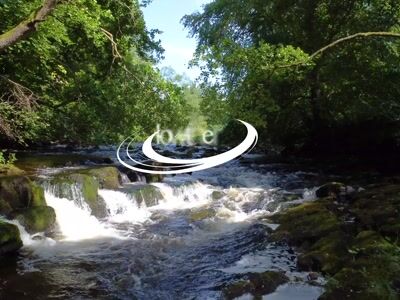 River flowing through woodland