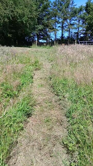 Hawthorn pitch