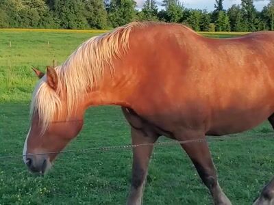 Caballo