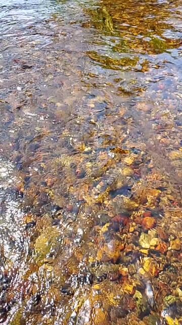 la rivière pour se baigner