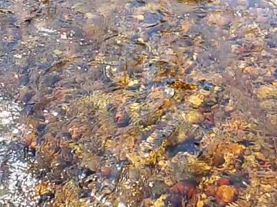 The river for swimming