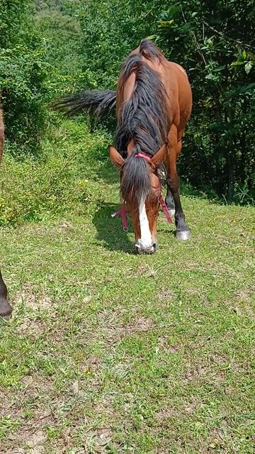 Horses on site