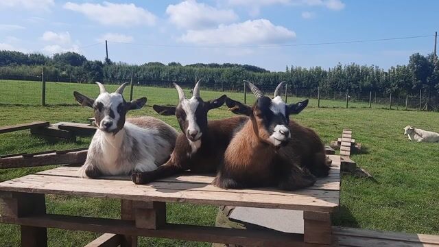Meet the Goats