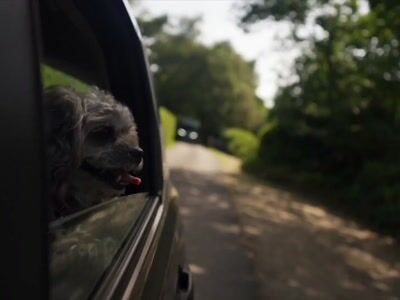 Cão a olhar pela janela de um carro